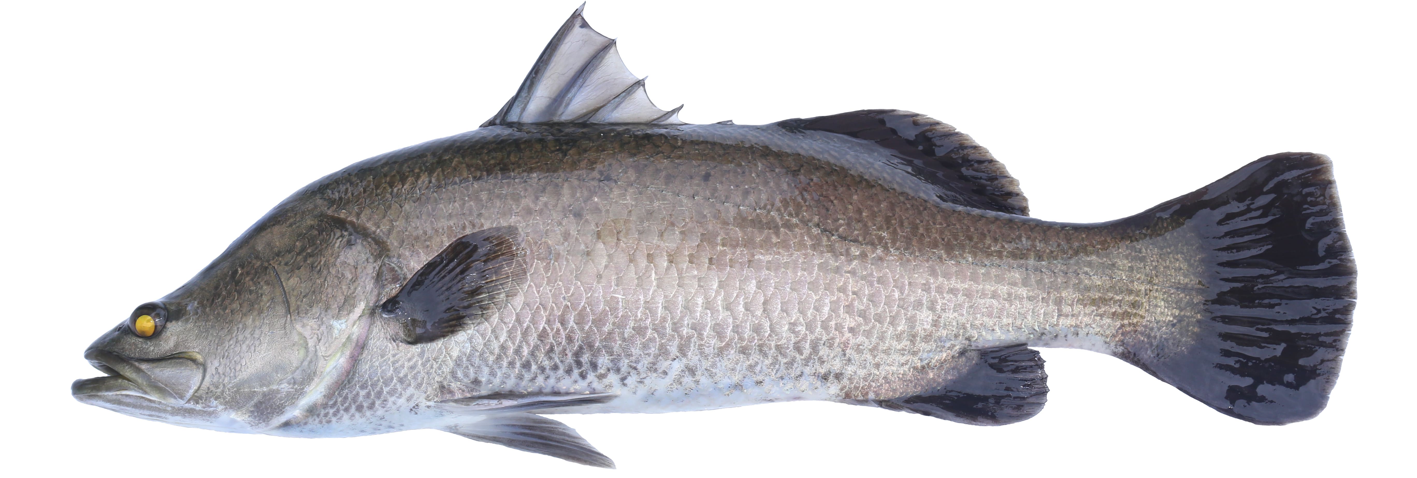 Asian seabass