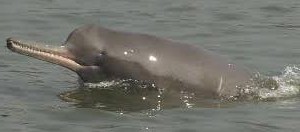 Ganges River Dolphin