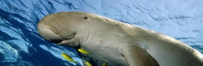 Dugong