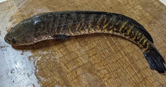 Striped Murrel