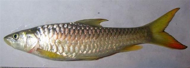 Striped Murrel