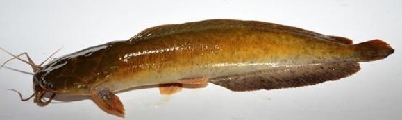 Indian walking catfish