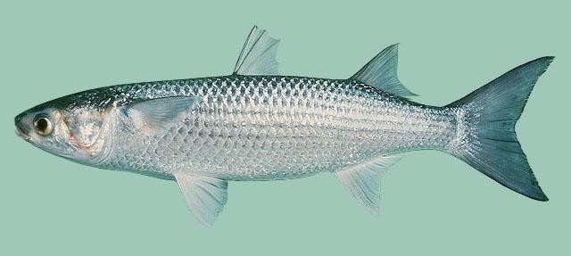 Striped grey mullet