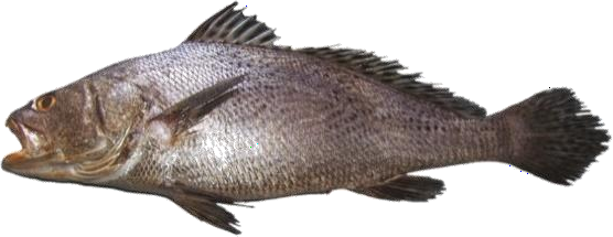 Blackspotted croaker