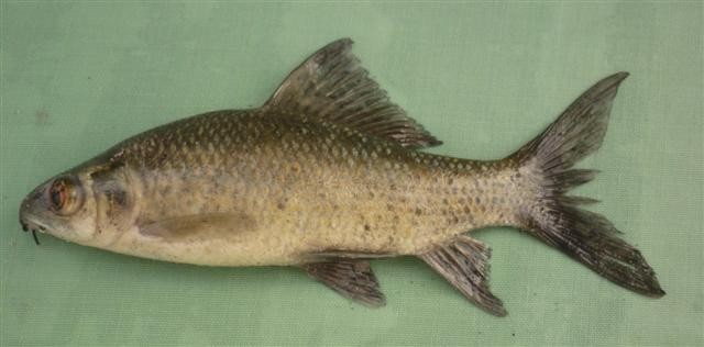 Orangefin labeo