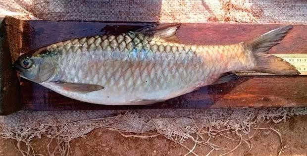 Carnatic carp