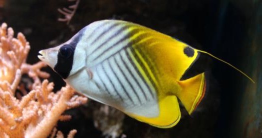 Threadfin butterflyfish