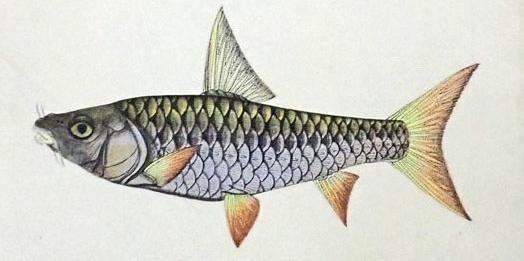 Narmada mahseer