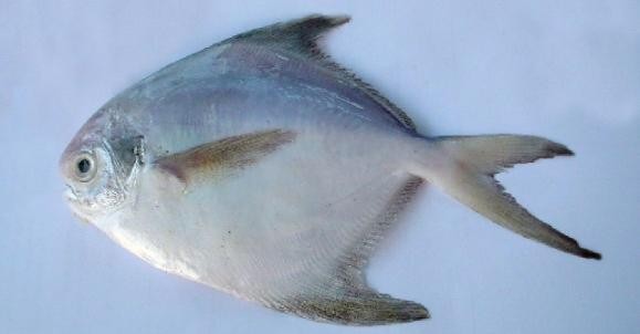 Silver pomfret