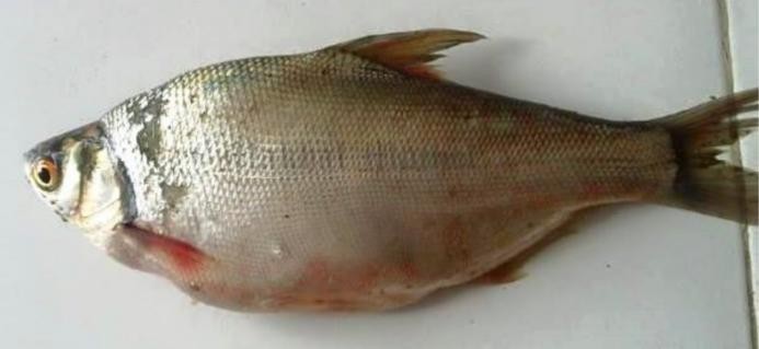Silver pomfret