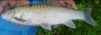Silver pomfret