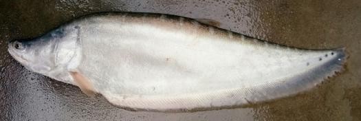 Indian featherback