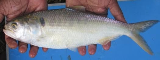 Hilsa